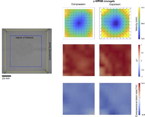 Piv Results For A S Cycle Of Compression And Dilatation