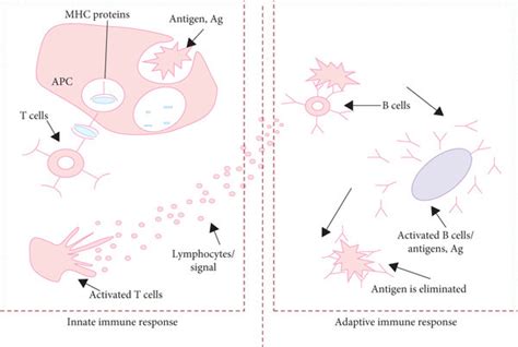 Mechanisms of innate and adaptive immune interactions. | Download ...