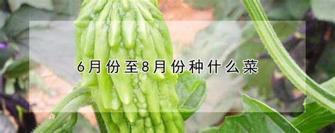 6月份至8月份种什么菜 —【发财农业网】