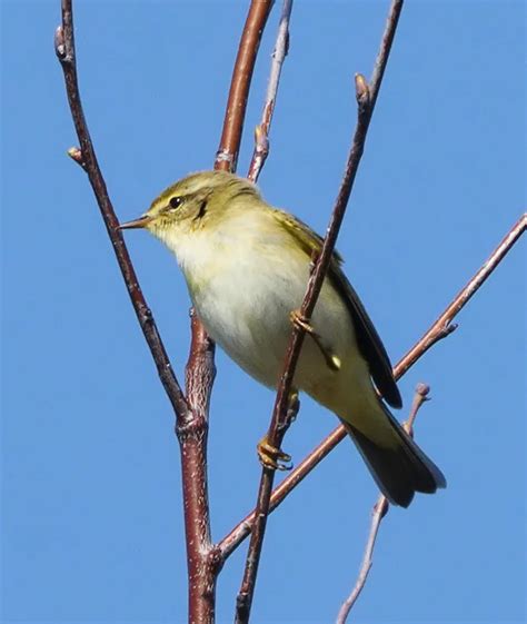 Willow Warbler By John Derick Elvidge Birdguides