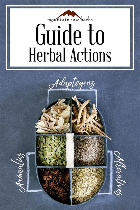 Guide To Basic Herbal Actions Herbalism Herbal Medicine Herbs