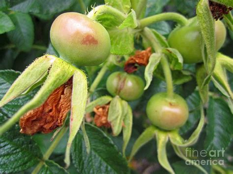 Pods Photograph By Tracy Long Fine Art America