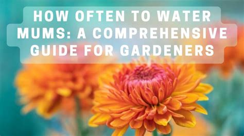 Mastering The Art Of Watering Mums How Often Should You Do It