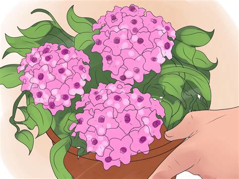 How to Care for a Hoya Plant: 14 Steps (with Pictures) - wikiHow