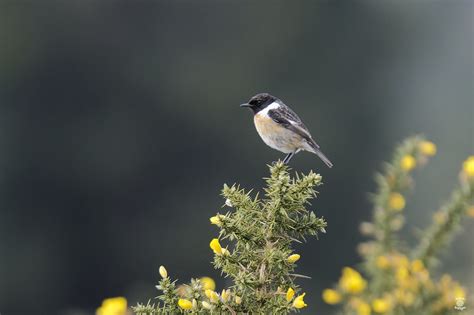 Tarier pâtre Saxicola rubicola European Stonechat Jean Michel