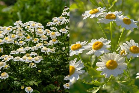 Things To Help Distinguish Between Feverfew Vs Chamomile