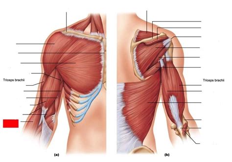 Muscles Acting On The Arm And Forearm Labeling Diagram Quizlet