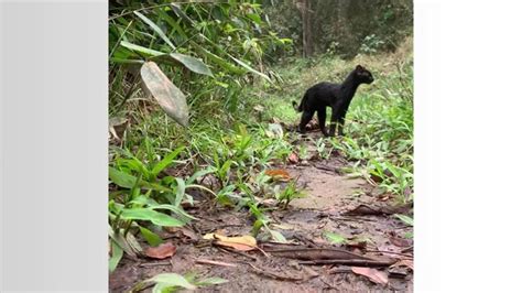 Pai e filho avistam gato do mato pequeno melânico no Parque das