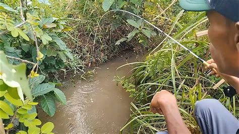 Rejeki Sebelum Hujan Mancing Derbang Di Selokan Sawah Ikan Nya Rakus