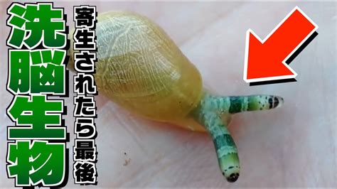 他の生物を操る寄生虫「ロイコクロリディウム」が恐ろしすぎる Youtube