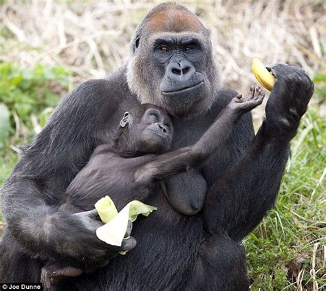 Hands Off My Banana Grumpy Gorilla Mum Finds Favourite Fruit Too