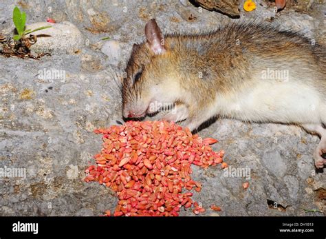 Rat poison hi-res stock photography and images - Alamy