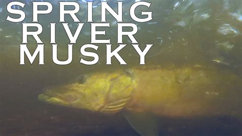 Early Spring Topwater Musky Smallies Pike And More Youtube