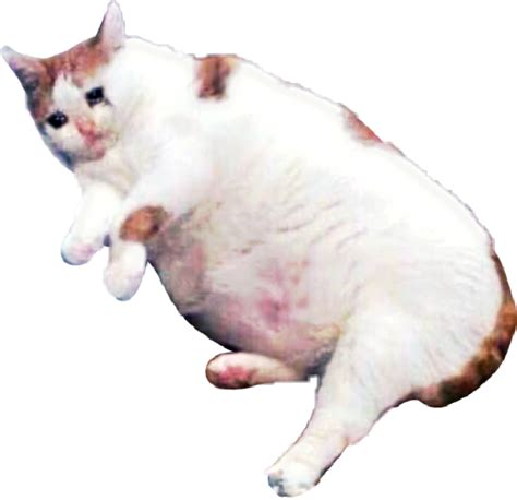 Sad Cat Meme Free Png