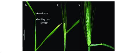 | Different barley developmental stages according to the Zadoks scale ...