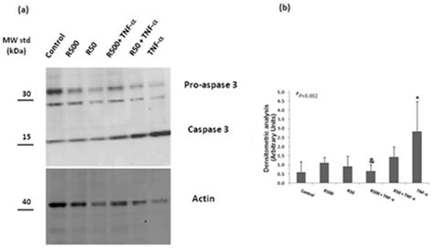 Western Blot Analysis Of Procaspase 3 And Cleaved Caspase 3 Panel A