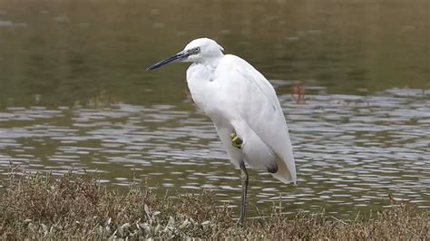 Ptice Hrvatske Mala Bijela Aplja Egretta Garzetta Birds Of