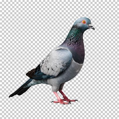 Premium Psd Pigeon Bird Isolated On Transparent Background