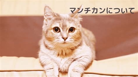 マンチカンの飼い方｜性格や値段など特徴徹底解説│ねこ25ばん