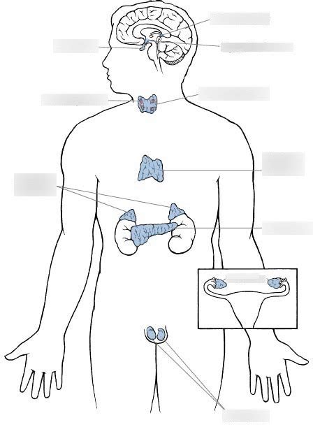 The Endocrine System Diagram Quizlet