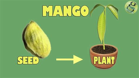 Mango Tree From Seed - Tere Fruit