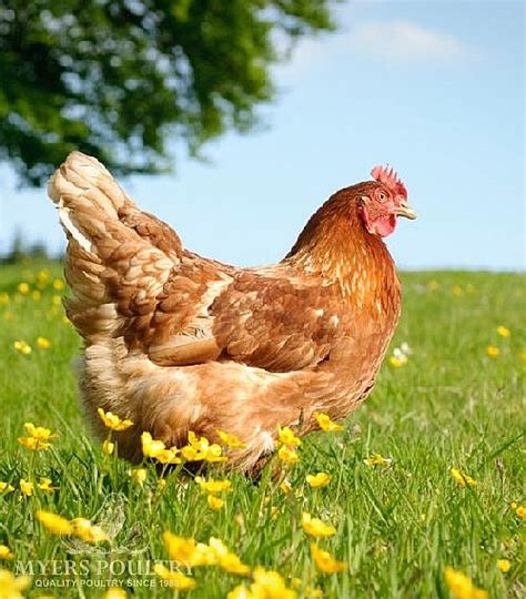 Red Sex Link Chickens For Sale Day Old Poultry