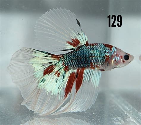 Delta Tail Betta Dumber Ear Super Delta Mixed Color Male Betta