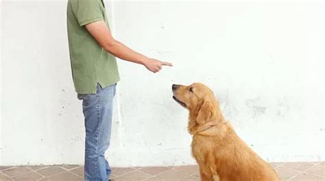 Como Ensinar Um Cachorrinho A Sentar