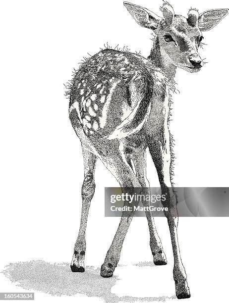 Fawn Drawing Photos And Premium High Res Pictures Getty Images