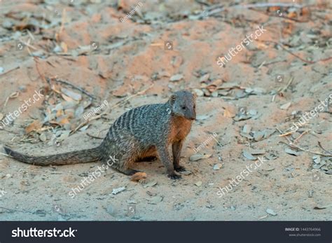 Mongoose Chobe Nationalpark Botswana Africa Stock Photo 1443764966