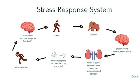 Examination Stress Guide