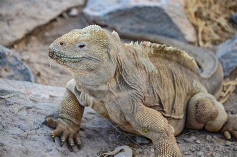 Santa Fe Land Iguana Galapagos Islands Ecuador Stock Photo Image Of