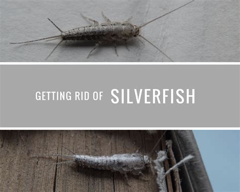 Time Limited Specials Dekko Silverfish Paks Silverfish Firebrat Boric