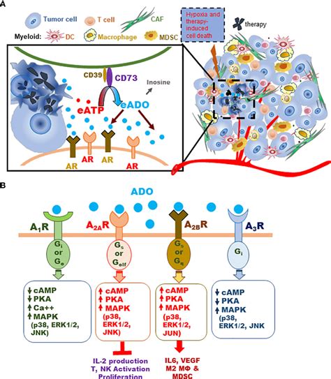 Frontiers Inhibitors Of The Cd Adenosinergic Checkpoint As