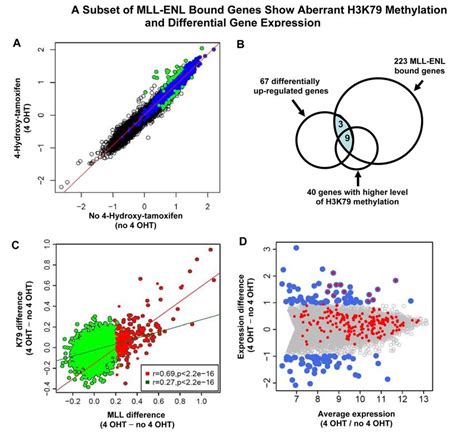 A Subset Of MLL ENL Bound Genes Exhibits Aberrant H3K79 Methylation And