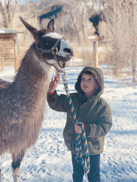 Fossil Ridge Pack Llamas