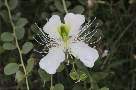 The Laboratory of Flora of Uzbekistan – botany.uz