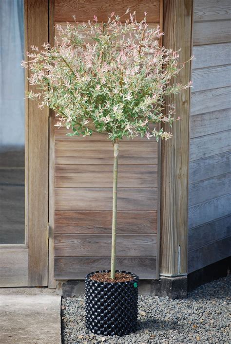 Dappled Willow Salix Integra Flamingo Landscaping Around House