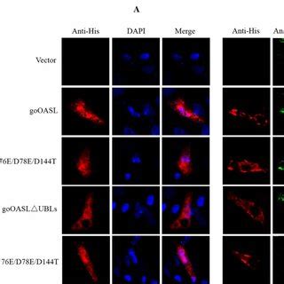 Cellular Localization Of Gooasl And Its Mutant Proteins In Defs A