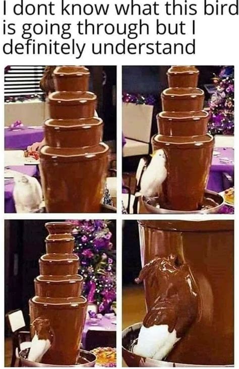 Chocolate Bird Meme By Bentastic64 Memedroid