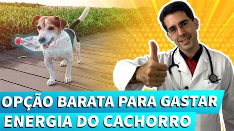 Brinquedo De Garrafa Pet Para Cachorro Como Usar Corretamente No