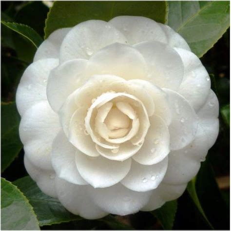 Camellia Japonica White Japanese Camellia 10 Seeds Uk