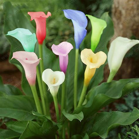 1Pcs Bulb Calla Lily Bulbs, Radiation Absorption, Multi-Color Options ...