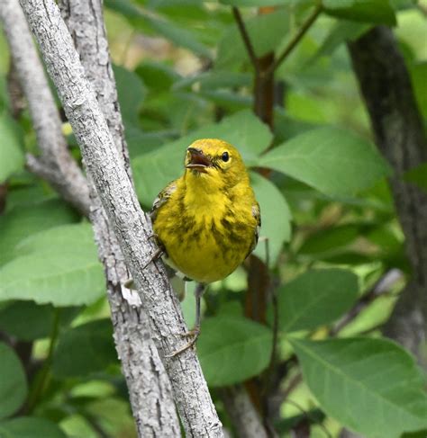 Pine Warbler Setophaga Pinus Jean Fran Ois Hic Flickr