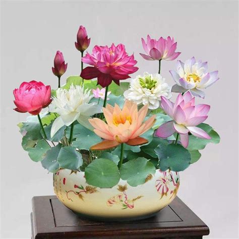 The Sacred Bonsai Lotus Flower