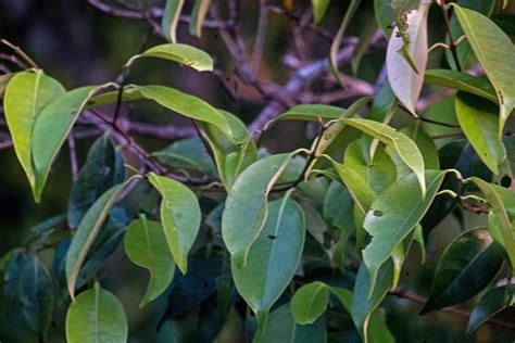 Syzygium Arcuatinervium Myrtaceae Image 150601 At PhytoImages Siu Edu