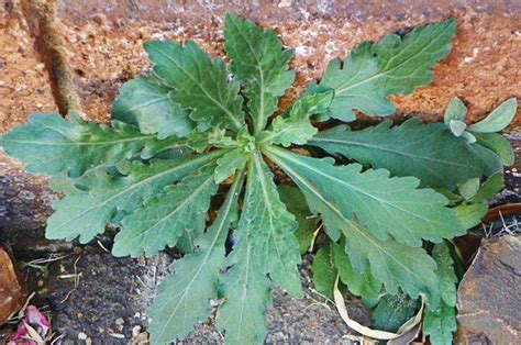Control Of Weeds In Maize And Wheat 10 Fleabane