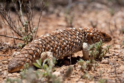 Cronicasdefauna On Twitter Rt Awlandscapesa Scaly Sunday Mega Chonk