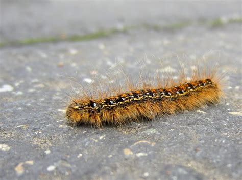 Fuzzy Caterpillar On The Road Stock Photo - Image of closeup, asphalt: 31430900