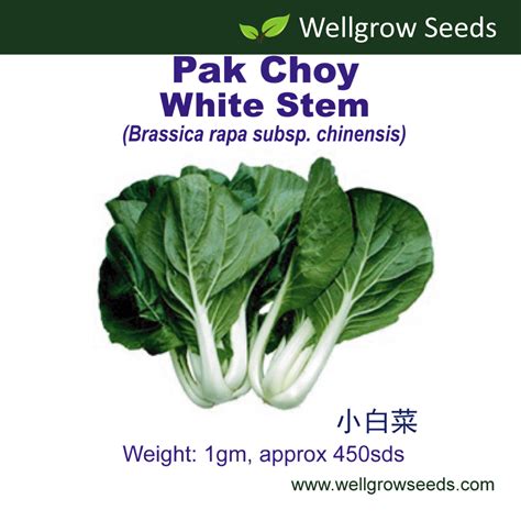 Pak Choy White Stem 1gm 450sds 小白菜 Vegetable Seeds Wellgrow Seeds